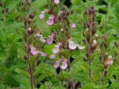 Teucrium chamaedrysEchte gamander bestellen